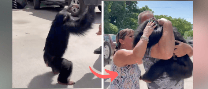 Chimpanzee Sees His Human Parents After Years Apart, and His Reaction is Heart Melting featured image