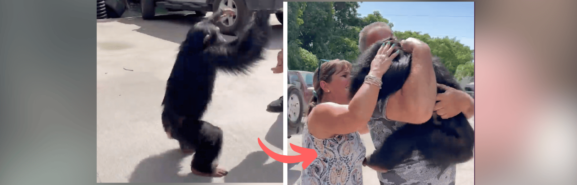 Chimpanzee Sees His Human Parents After Years Apart, and His Reaction is Heart Melting