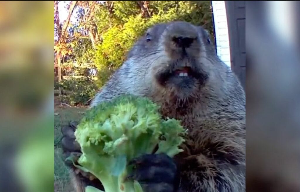 Chunk the groundhog eating lettuce