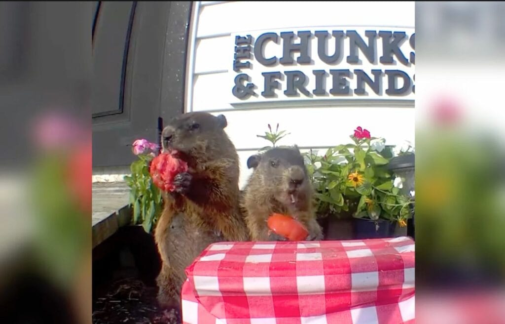 other groundhogs eating vegetables