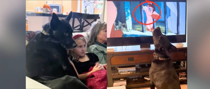 Dog's Emotional Movie Reactions Light Up  Family Nights featured image