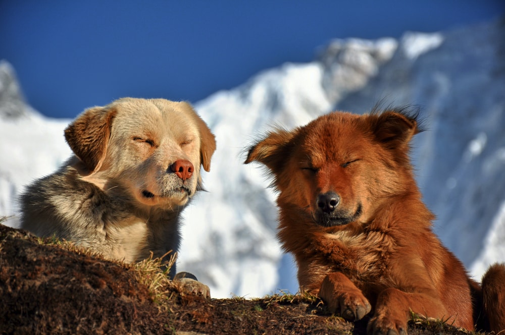 Two Himalayan dogs resting on the alps