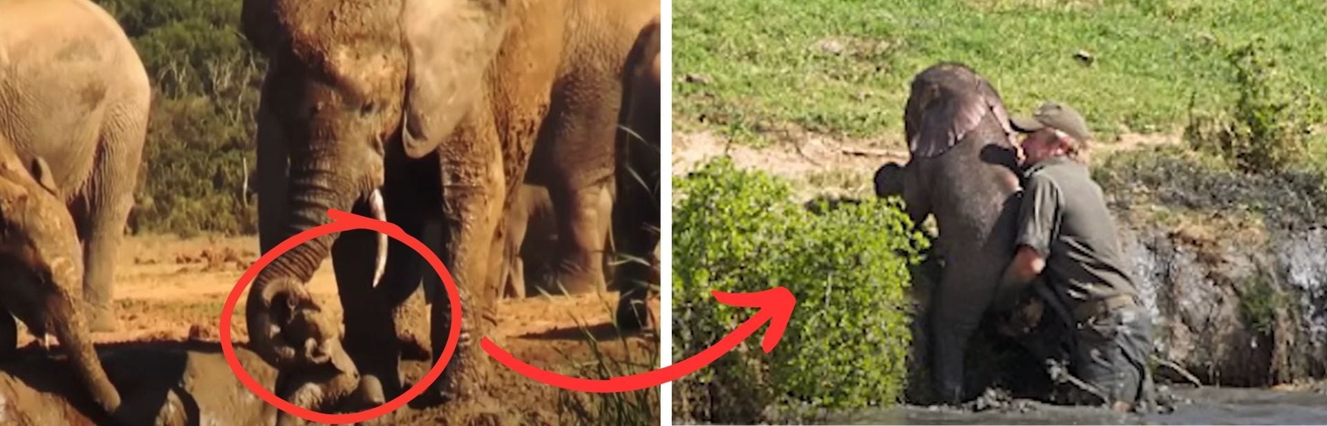 Drowning Baby Elephant got a Herd of Elephants and a Group of Humans Saving Him