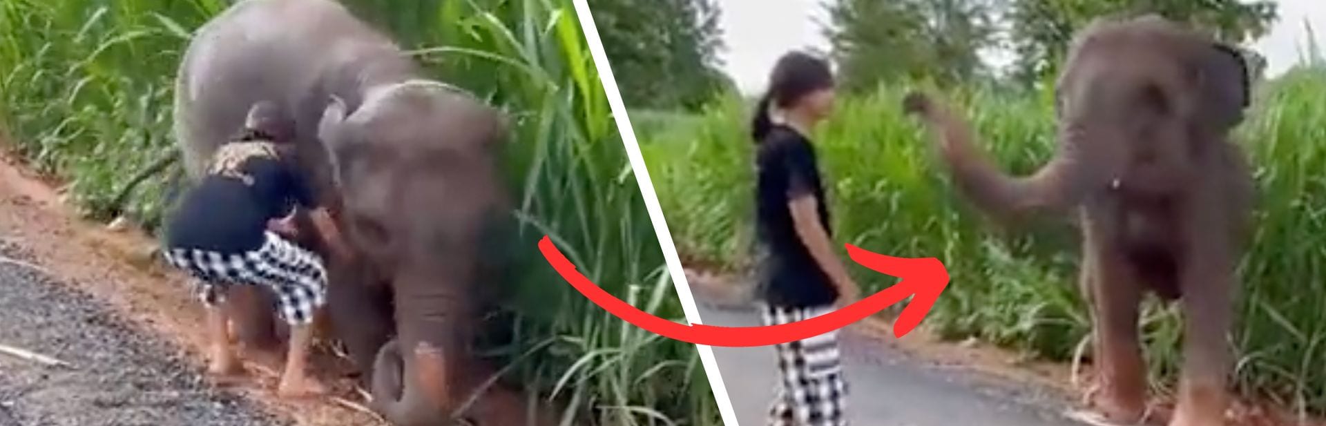 Girl Frees Trapped Baby Elephant and Received the Sweetest Thank you