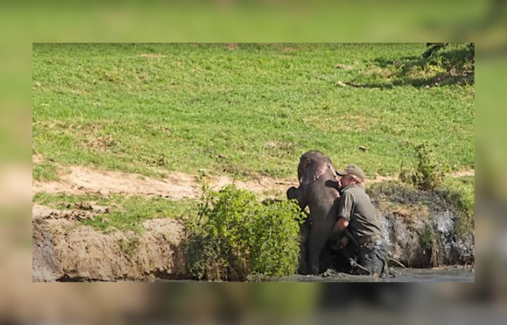 Man rescuing baby elephant up on the field
