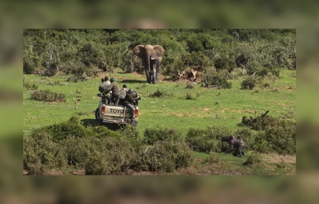 Rangers riding on the car while huge elephant approaching them