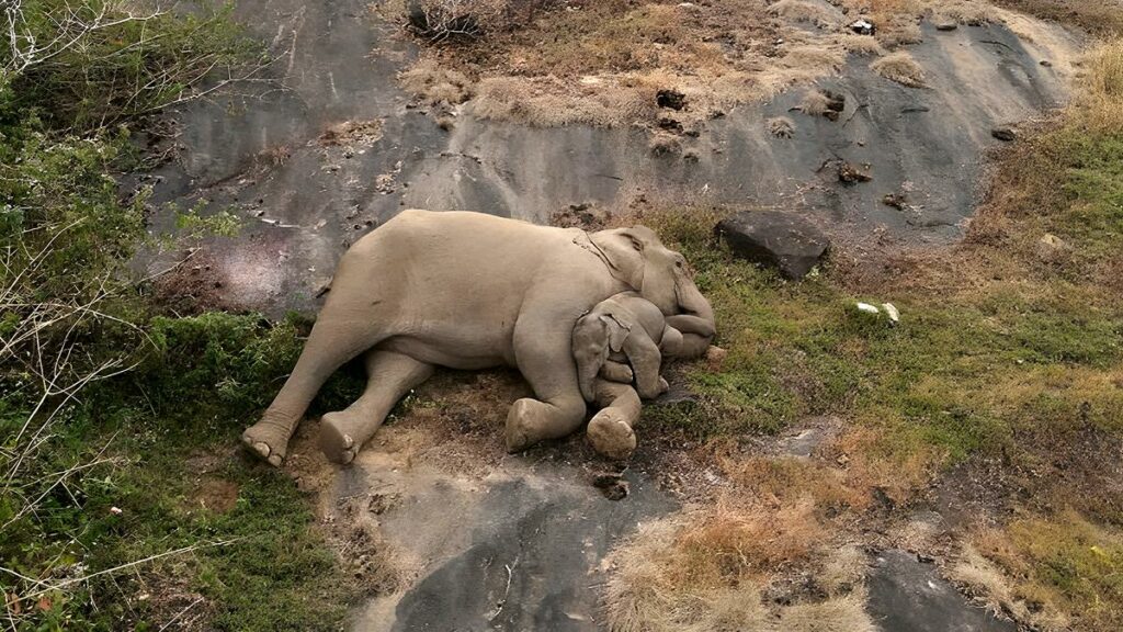 Mother elephant cuddling its own son