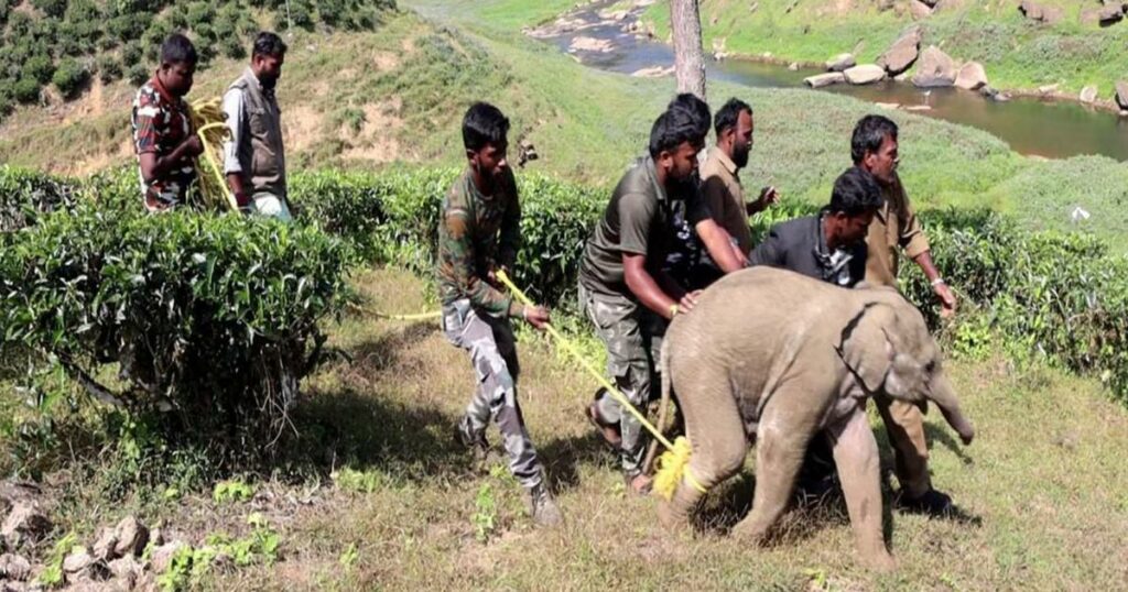 Rangers going up the mountain for elephant