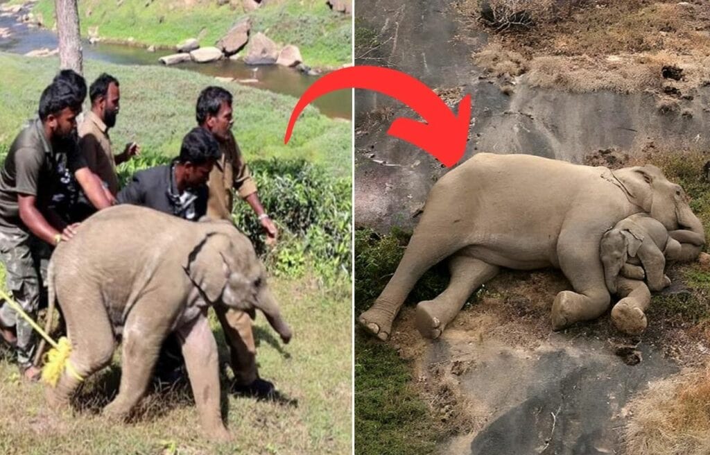 Rangers rescuing a baby elephant back to its mother