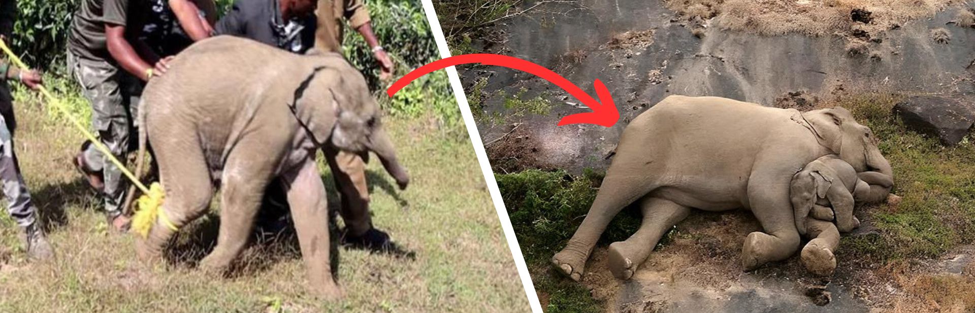This Baby Elephant’s Reunion with Her Mom Is What You Need to See Today