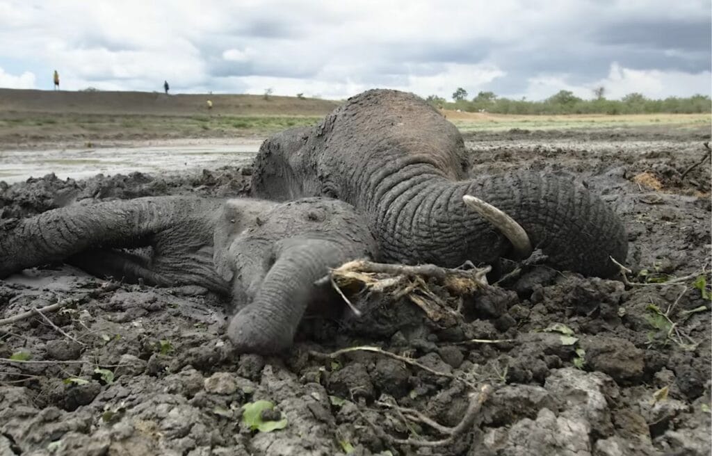 A mother and her baby elephant trapped in the mud
