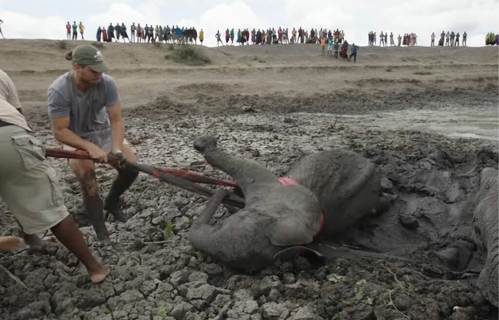 the baby elephant being rescued