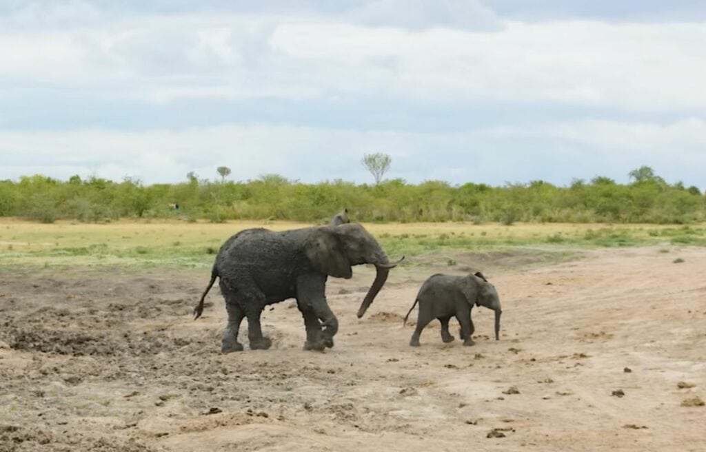 The mother and baby elephant walking after being rescued