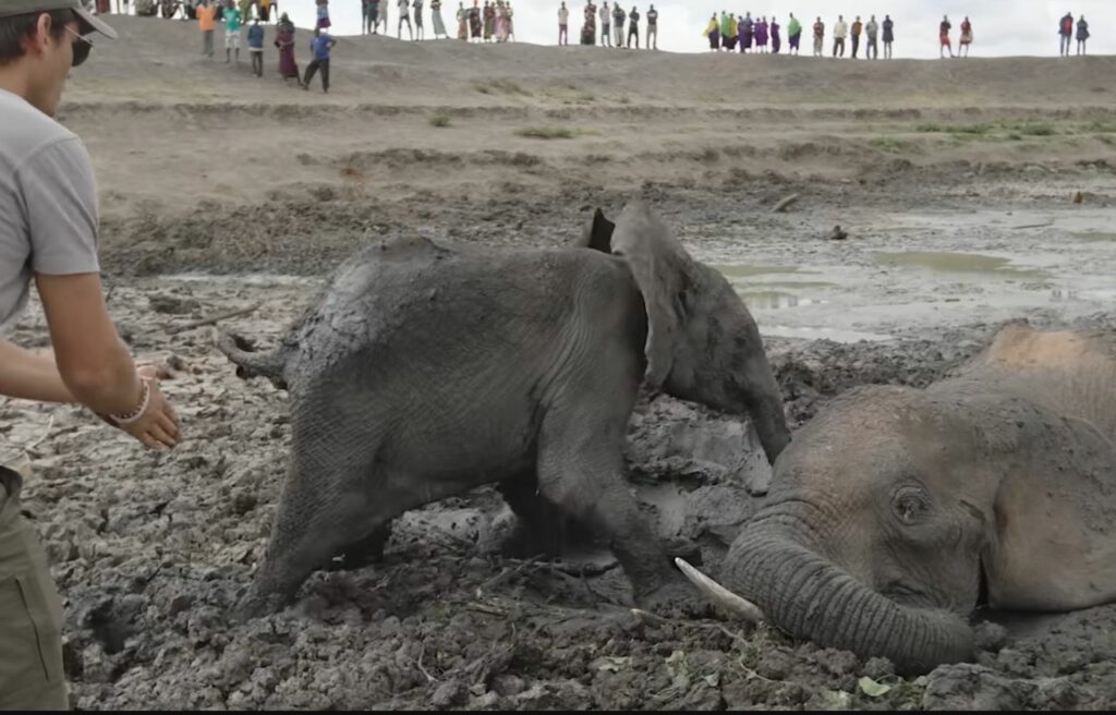 the baby elephant going back to its mother 