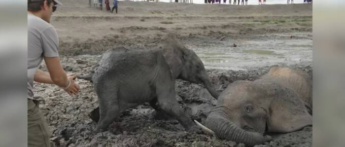 Brave Baby Elephant Stays by His Mother in Daring Mud Rescue featured image