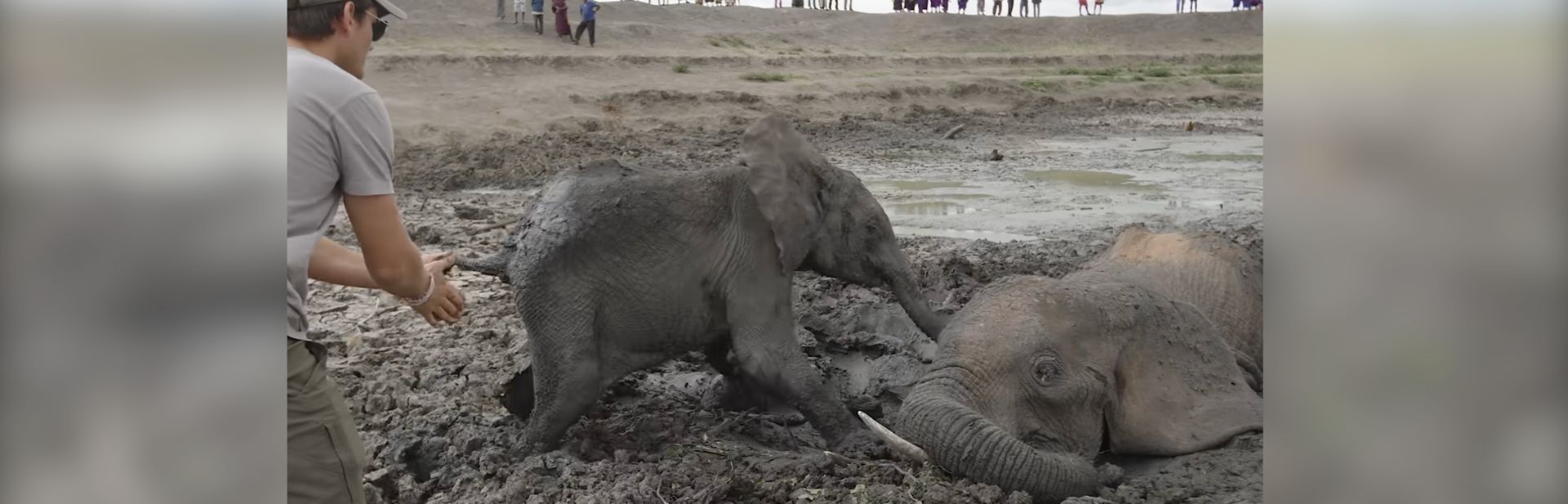Brave Baby Elephant Stays by His Mother in Daring Mud Rescue
