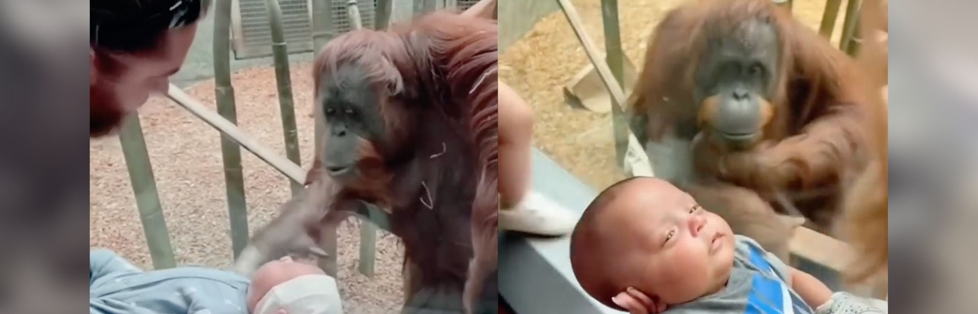 This Orangutan Has the Most Adorable Reaction to Babies, and You Need to See it