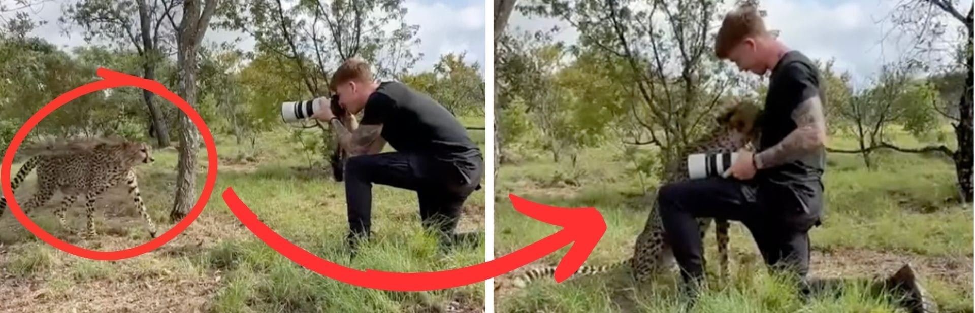 Wildlife Photographer Saves Thirsty Cheetah Making a Lifelong Friend