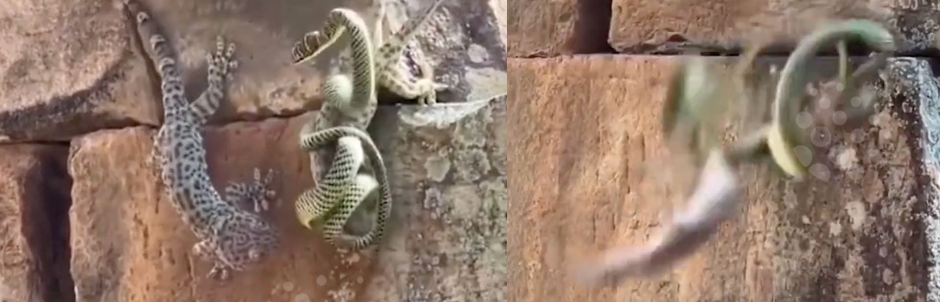 This Gecko Didn’t Just Beat a Snake, It Became a Hero