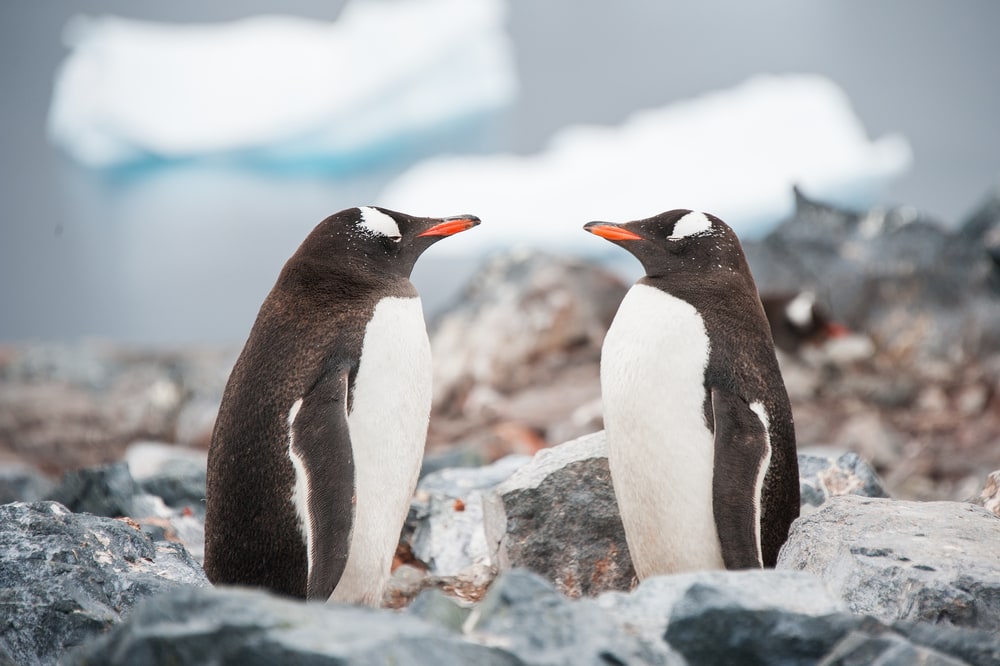 A pair of gento penguins looking at each other