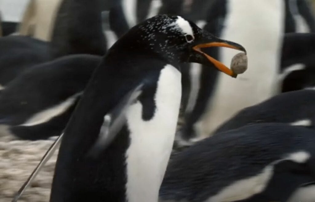 A young gentoo penguin holding a pebble