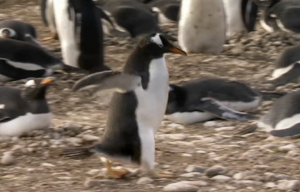 A young gentoo penguin looking for a mate