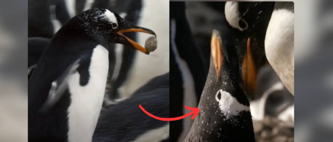 Young Gentoo Penguin Finds the Love of His Life Through Surprising Means featured image