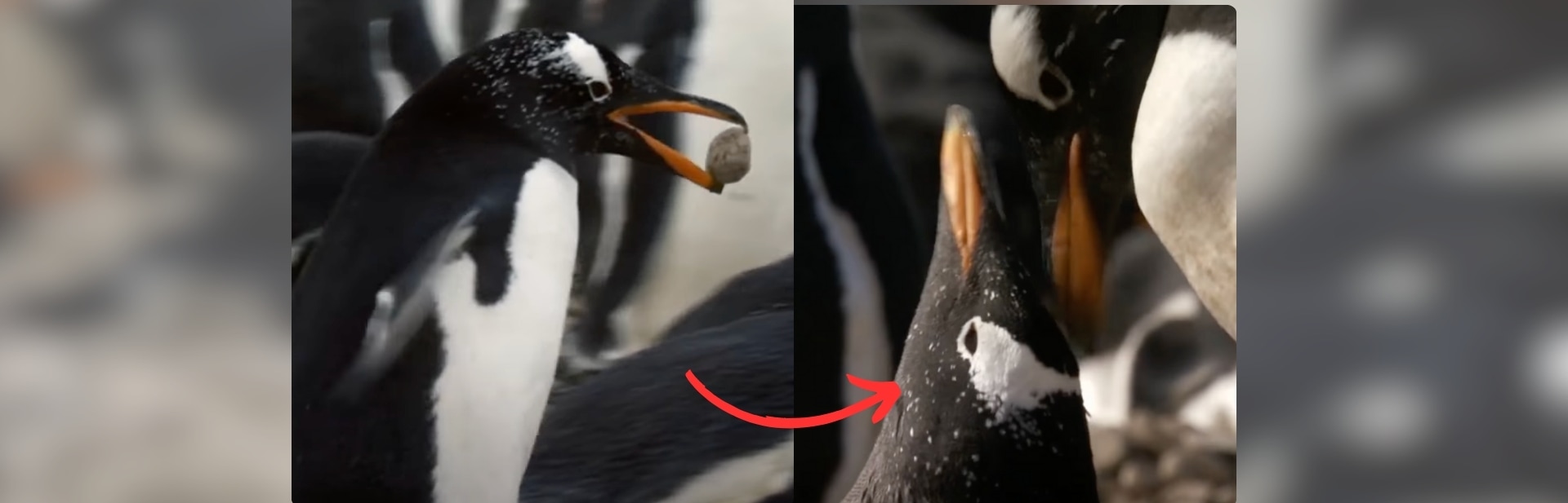 Young Gentoo Penguin Finds the Love of His Life Through Surprising Means