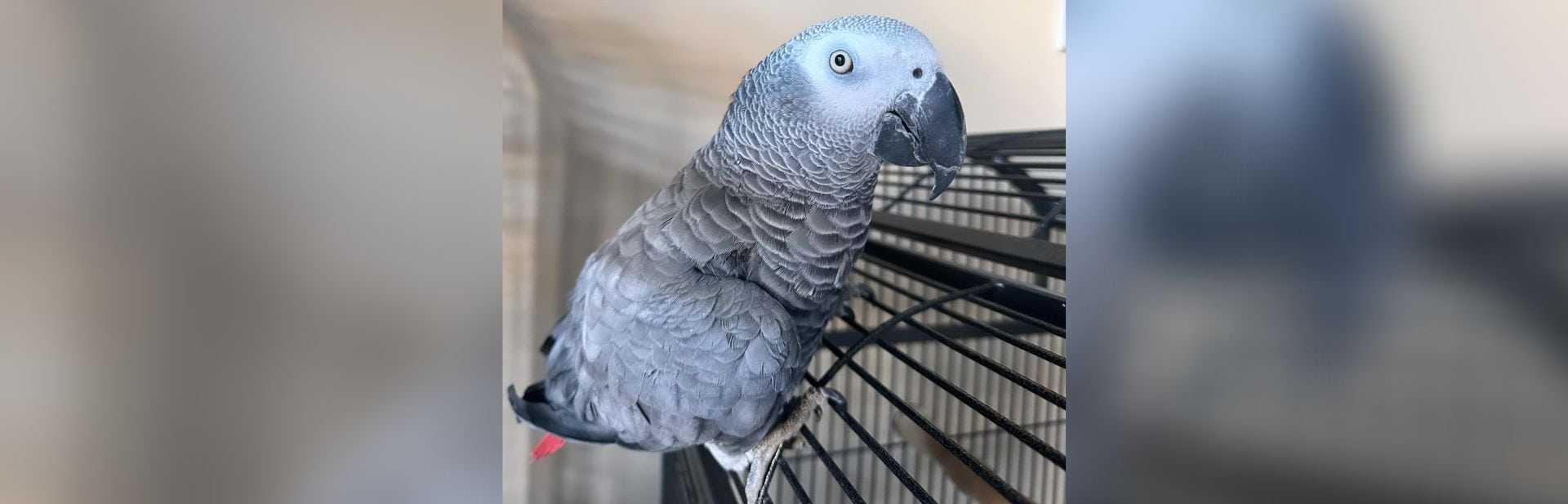 This Bird’s Incredible Journey from Isolation to Inspiration Will Astound You