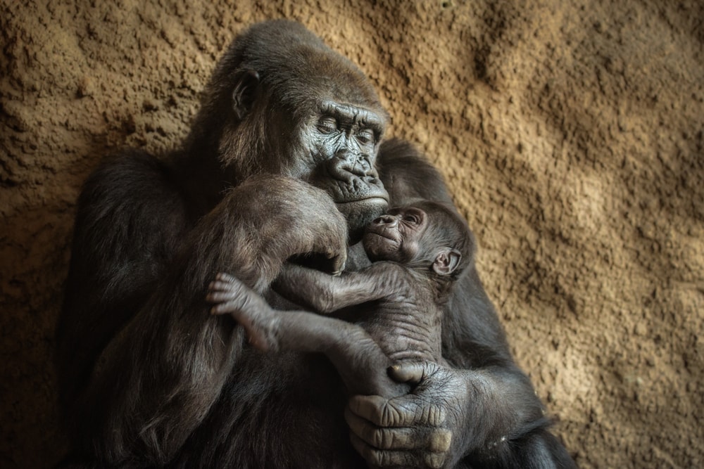 A mother western lowland gorilla hugging her baby