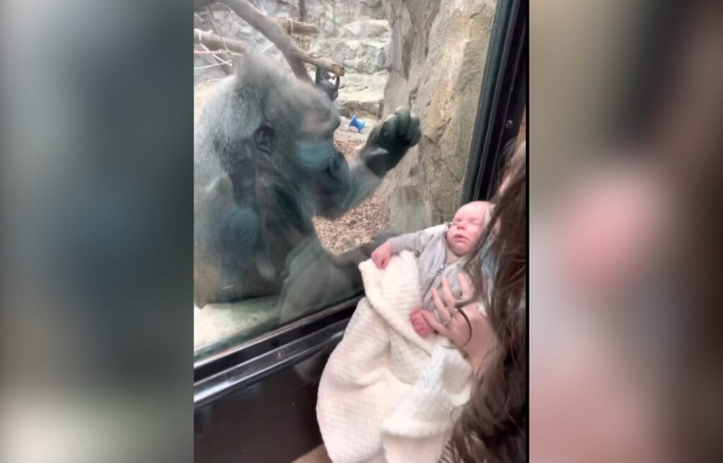 Kiki the gorilla looking at the baby through the glass