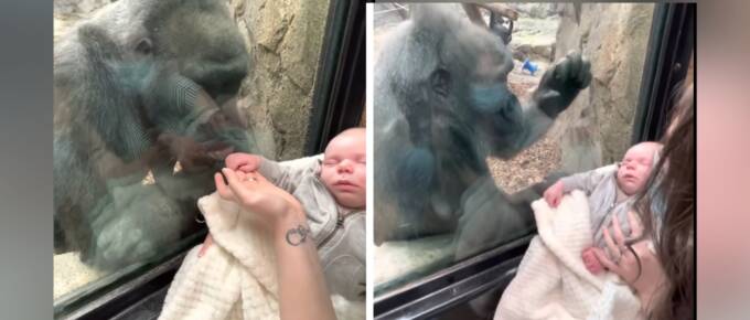 Gorilla and Baby's Unspoken Connection Captures Internet's Heart featured image