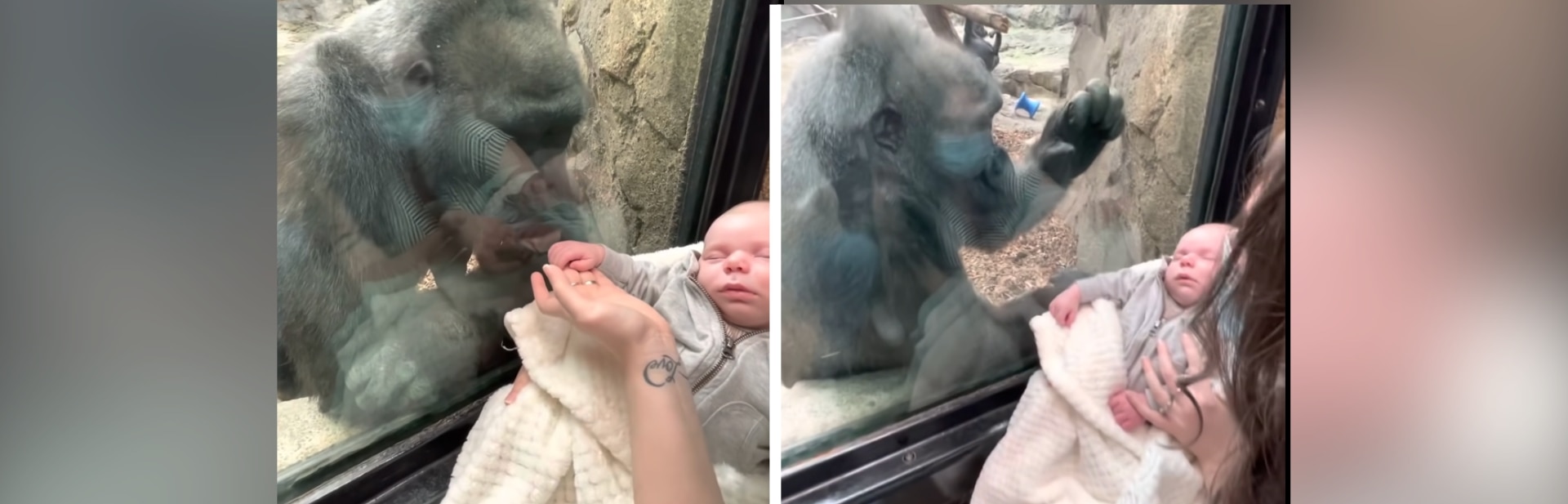 Gorilla Mother Fascinated By Human Baby Creates Unforgettable Zoo Encounter At Boston Zoo
