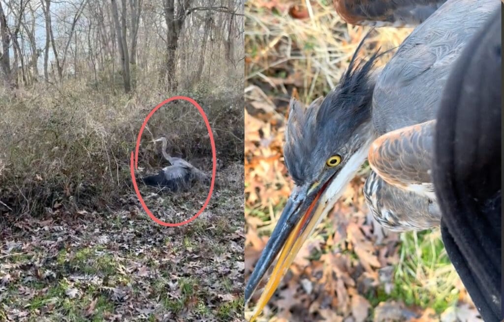 Side by side image of the heron being rescued