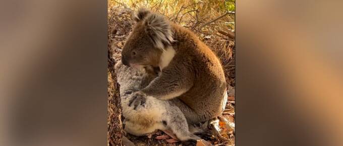 This Koala's Act of Grief Might Just Make You Cry featured image