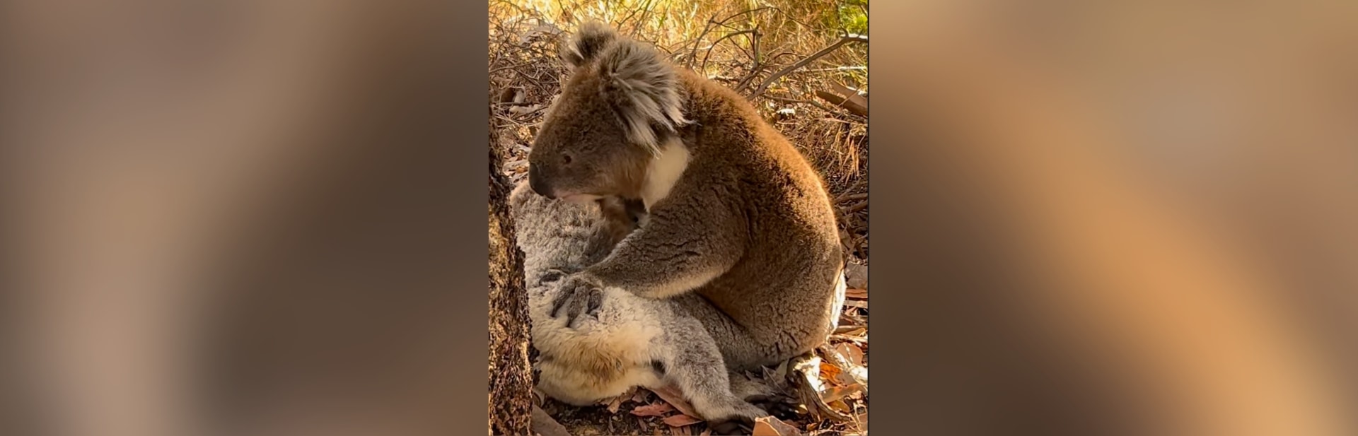This Koala’s Act of Grief Might Just Make You Cry