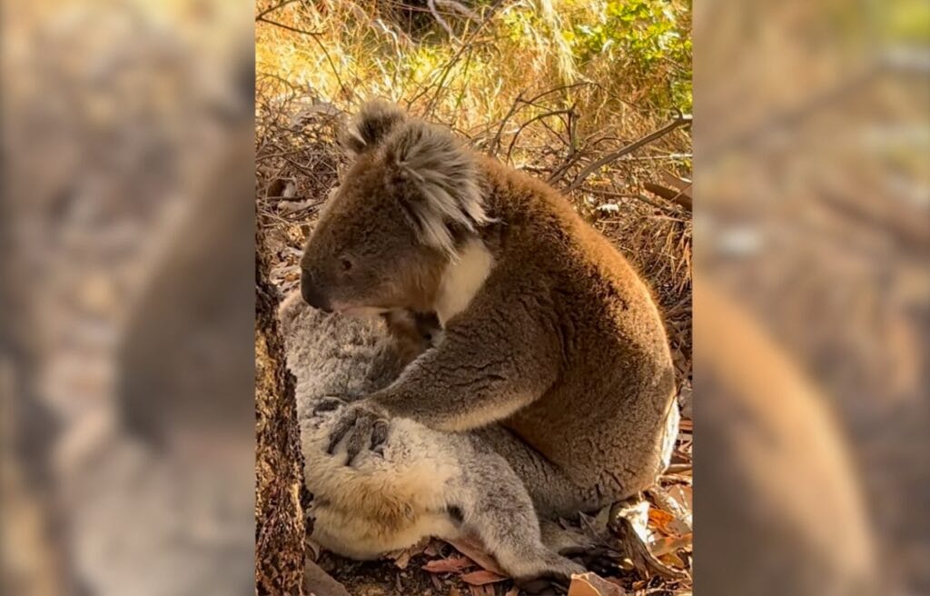 A koala touching the lifeless body of his companion