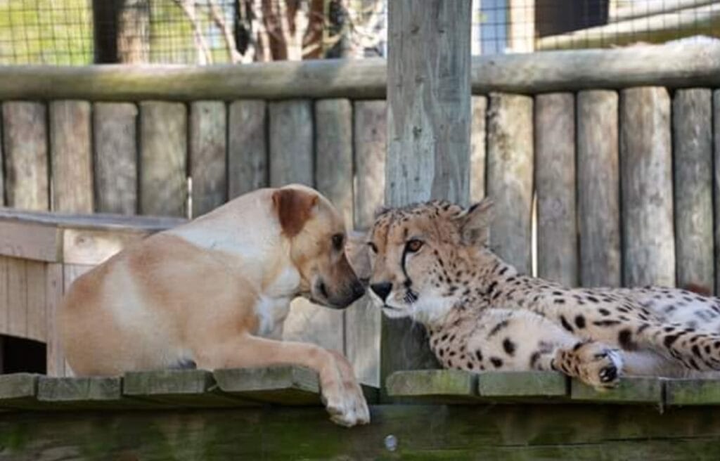 Kago, a labrador, and Kumbali, cheetah, resting together