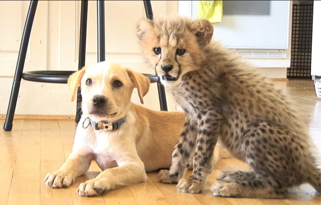 Kago and Kumbali when they were still a pup and cub