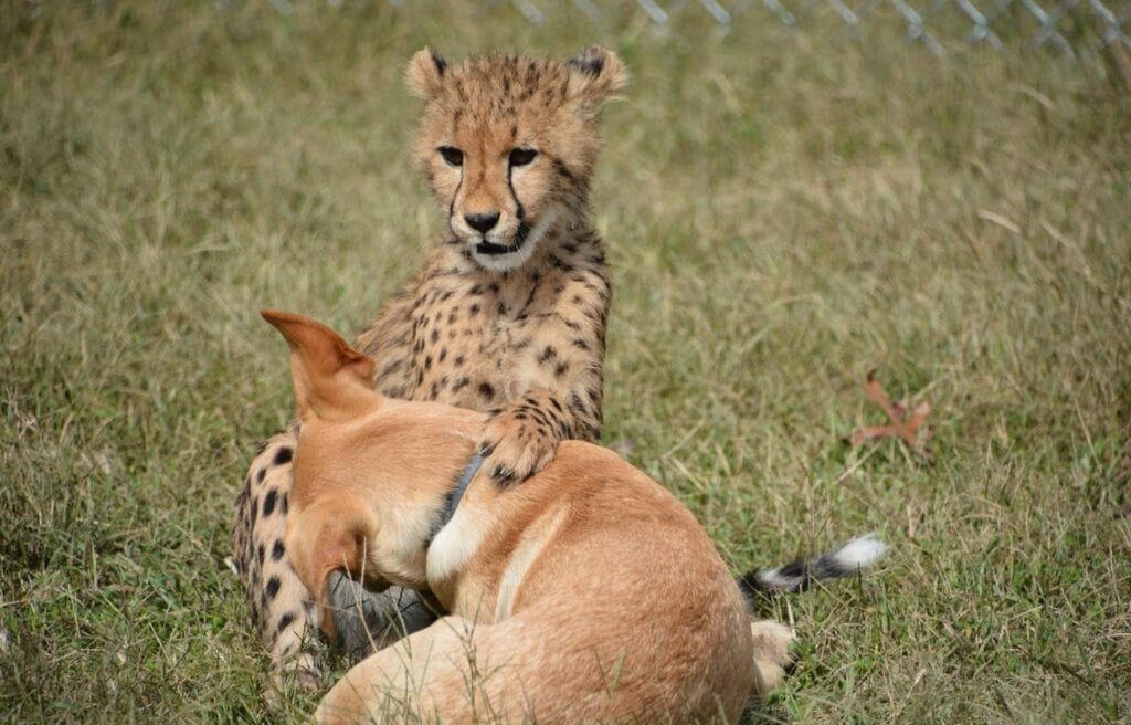 Kumbali playing with Kago when they were young