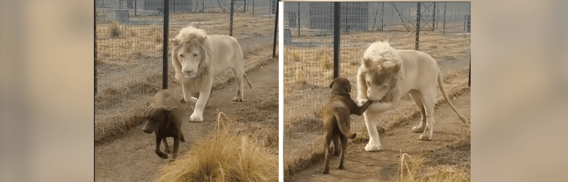 Against All Odds: The Lion Who Grew Up to Be Best Friends With a Dog