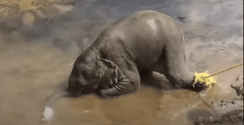 Elephant taking a bath in the mud