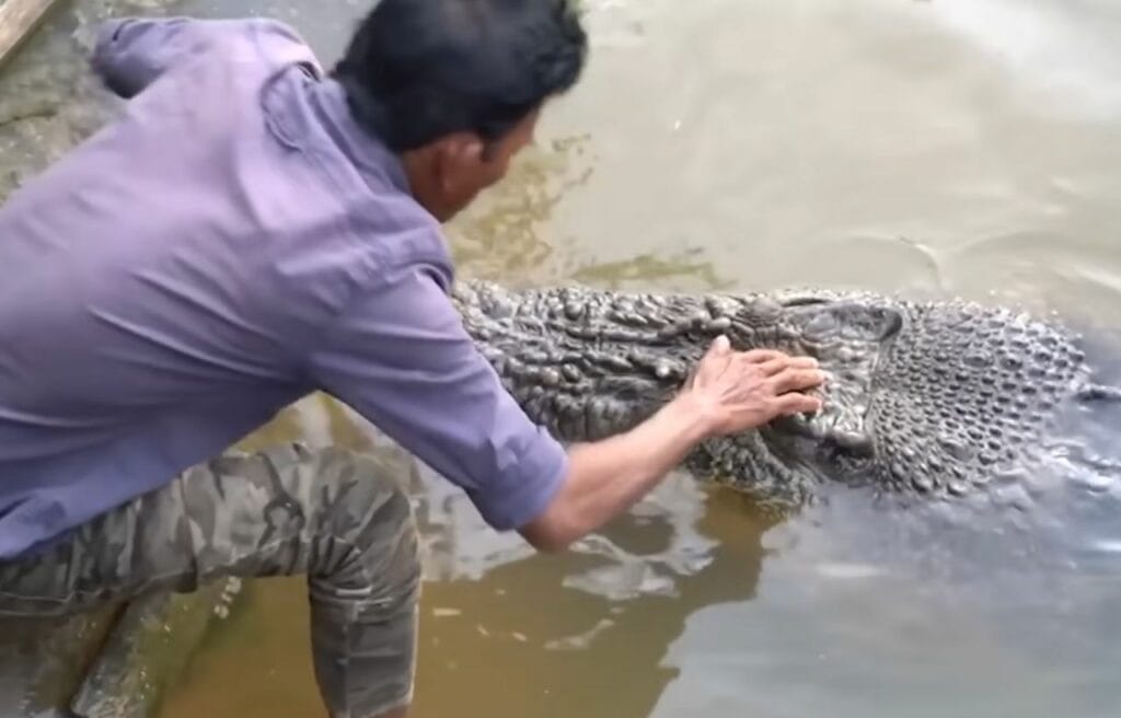 Ambo touching the crocodile's head