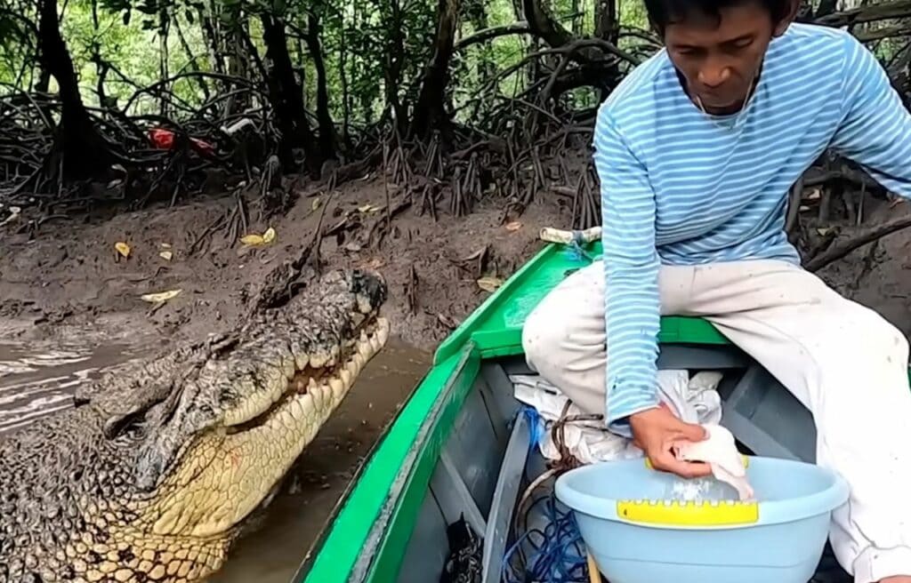 Ambo feeding the crocodile