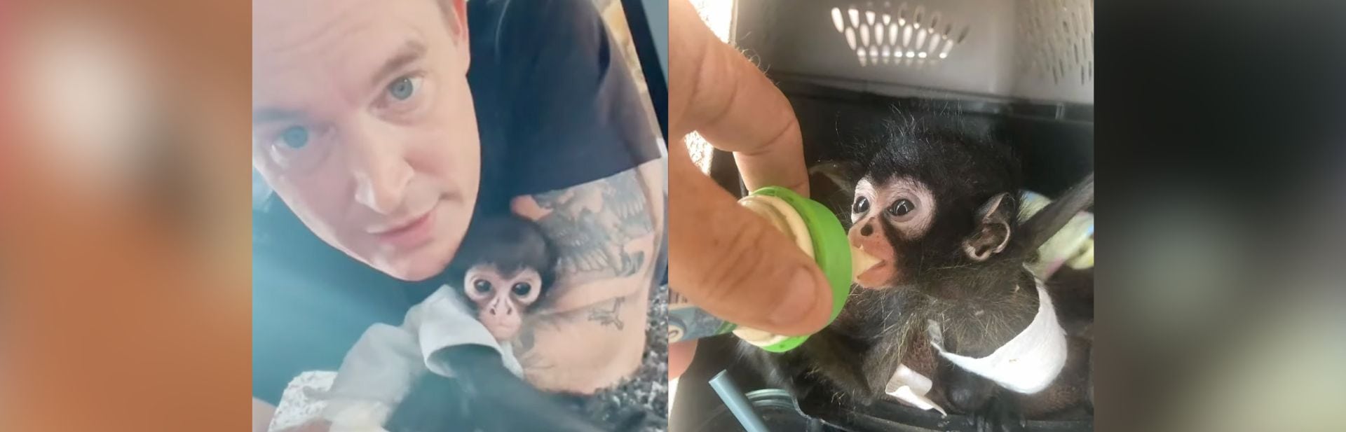 This Rescued Tiny Monkey Has A Heart of a Playful Child