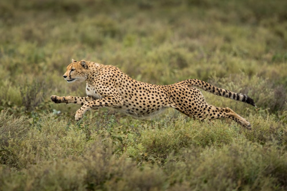 A cheetah running in grassland