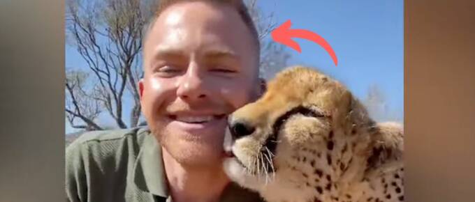 Abandoned One-Eyed Cheetah Finds Love and Friendship With Unlikely Hero featured image