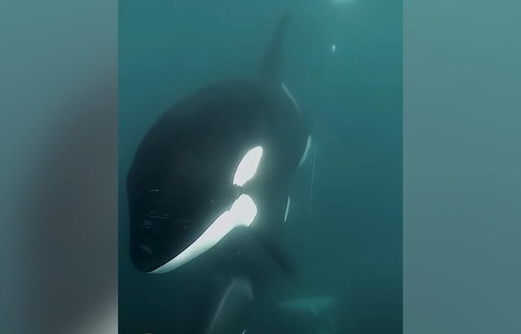 orca tangled in a fishing net line