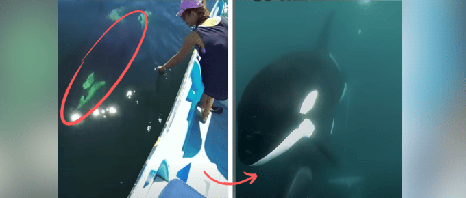 Baby Orca Leads Rescuers to Free Trapped Mother in Heartwarming Video featured image