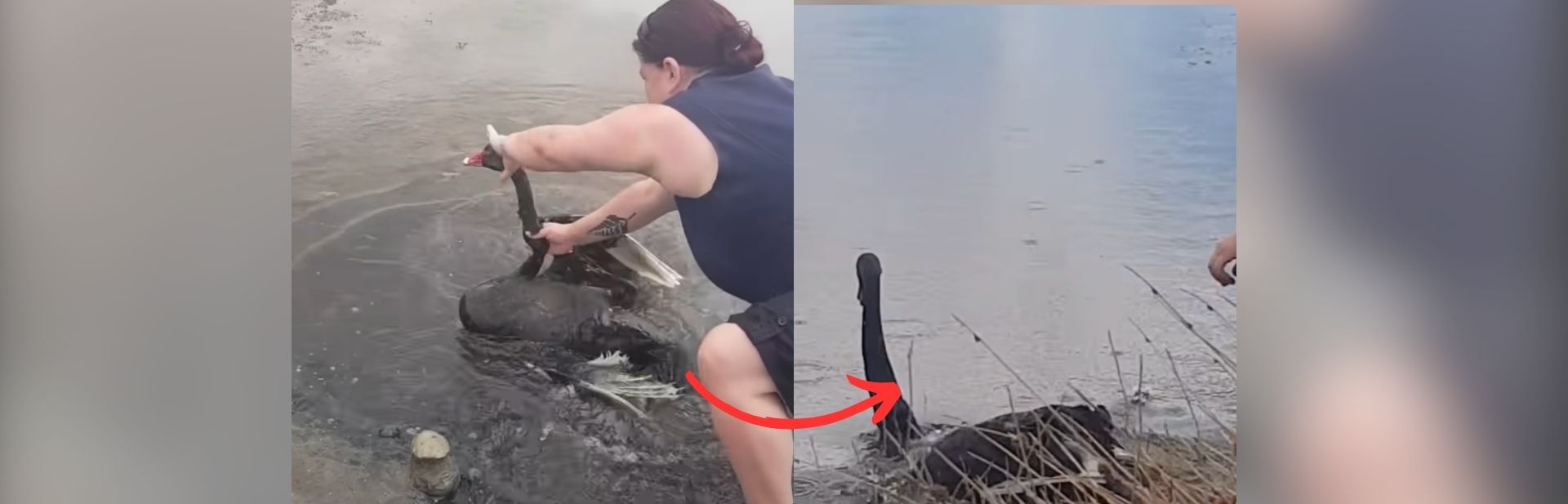 Swan Defeats Paralysis, But It’s Her Homecoming That’ll Make You Cry